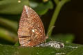 Pointed Palmfly Elymnias penanga chelensis 