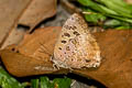 Powdered Oakblue Arhopala bazalus teesta