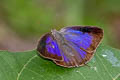 Powdered Oakblue Arhopala bazalus teesta