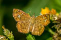 Pseudocoladenia eacus dhyana