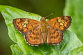Dented Pied Flat Pseudocoladenia fabia