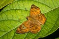 Dented Pied Flat Pseudocoladenia fabia