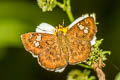Dented Pied Flat Pseudocoladenia fabia