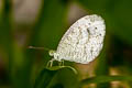 Psyche Leptosia nina nina