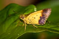 Purple-and-gold Flitter Zographetus satwa