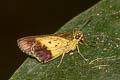 Purple-and-gold Flitter Zographetus satwa