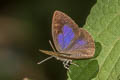 Purple-brown Tailless Oakblue Arhopala arvina aboe