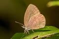 Purple-brown Tailless Oakblue Arhopala arvina aboe