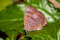 Purple-glazed Oakblue Arhopala agaba agaba 