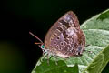 Purple-glazed Oakblue Arhopala agaba 