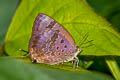 Purple-glazed Oakblue Arhopala agaba 