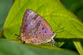 Purple-glazed Oakblue Arhopala agaba agaba 
