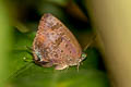 Purple-glazed Oakblue Arhopala agaba agaba 