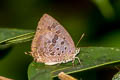 Purple-glazed Oakblue Arhopala agaba agaba 