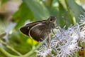 Purple Swift Tulsia tulsi tulsi
