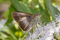 Purple Swift Caltoris tulsi tulsi