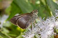 Purple Swift Caltoris tulsi tulsi