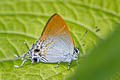 Purple Tit Hypolycaena merguia skapane