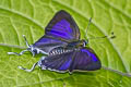 Purple Tit Hypolycaena merguia skapane