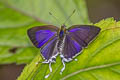 Purple Tit Hypolycaena merguia skapane