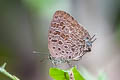 Purple Broken-band Oakblue Arhopala alitaeus mirabella