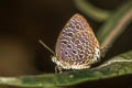 Purple Broken-band Oakblue Arhopala alitaeus mirabella