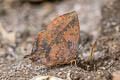 Purple Leaf Blue Amblypodia anita ssp.