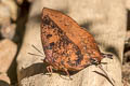 Purple Leaf Blue Amblypodia anita anita