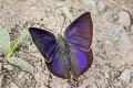 Purple Leaf Blue Amblypodia anita anita