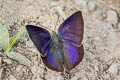 Purple Leaf Blue Amblypodia anita ssp.