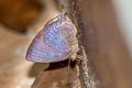 Purple Leaf Blue Amblypodia anita anita