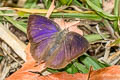 Purple Leaf Blue Amblypodia anita ssp.