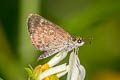 Pygmy Scrub Hopper Aeromachus pygmaeus 