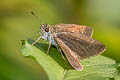 Pygmy Scrub Hopper Aeromachus pygmaeus 