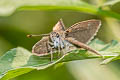 Pygmy Scrub Hopper Aeromachus pygmaeus 