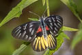 Red-breast Jezebel Delias acalis pyramus