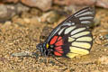 Red-breast Jezebel Delias acalis pyramus