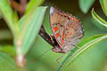 Red-spot Baron Euthalia djata rubidifascia