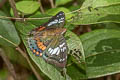 Red-spot Baron Euthalia djata siamica