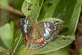 Red-spot Baron Euthalia djata siamica