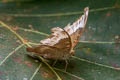 Red-spot Duke Euthalia evelina vallona