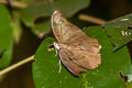 Red-spot Duke Euthalia evelina vallona