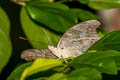 Red-spot Duke Euthalia evelina vallona