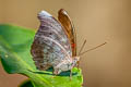 Red-spot Duke Euthalia evelina vallona