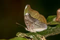 Red-spot Duke Euthalia evelina annamita