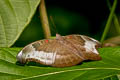 Red-spot Duke Euthalia evelina vallona