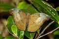 Red-spot Duke Euthalia evelina vallona