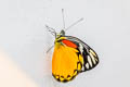 Red-spot Jezebel Delias descombesi descombesi