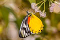 Red-spot Jezebel Delias descombesi descombesi