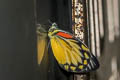 Red-spot Jezebel Delias descombesi descombesi